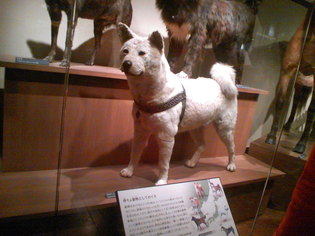 Restos de Hachiko en el Museo Nacional de Ciencia de Japón. Foto: moof.