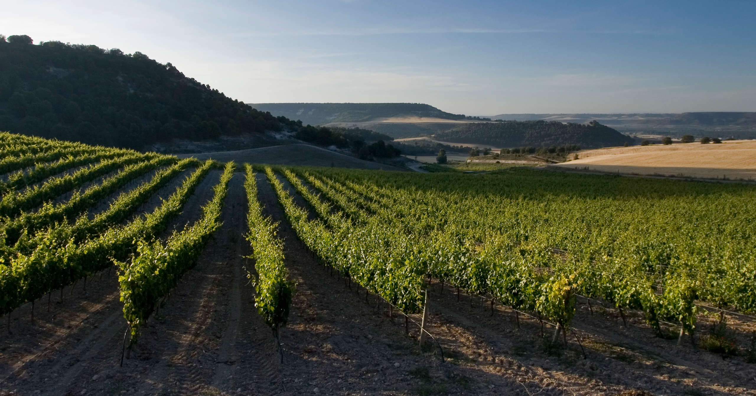 Viñedos en Quintanilla de Onésimo (Valladolid)